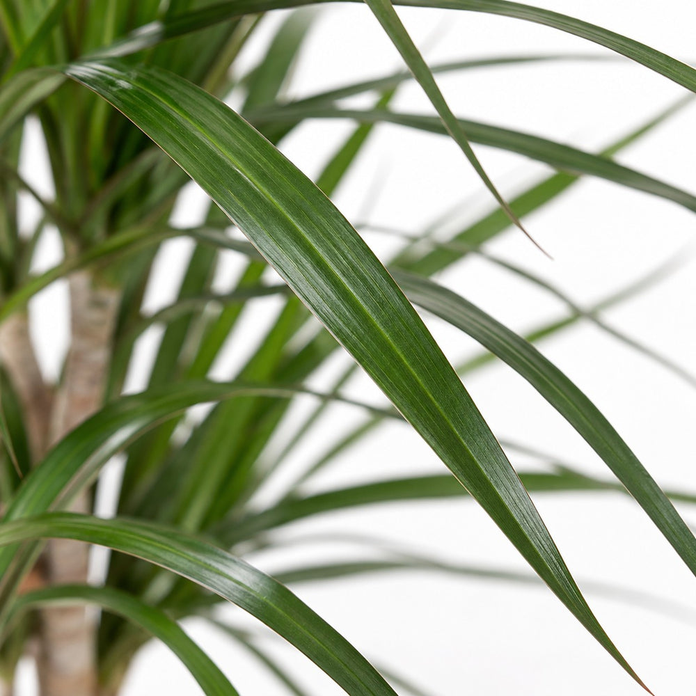 Dracaena Marginata (70cm, Ø17cm), Nahaufnahme Blatt