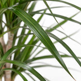Dracaena Marginata (70cm, Ø17cm), Nahaufnahme Blatt