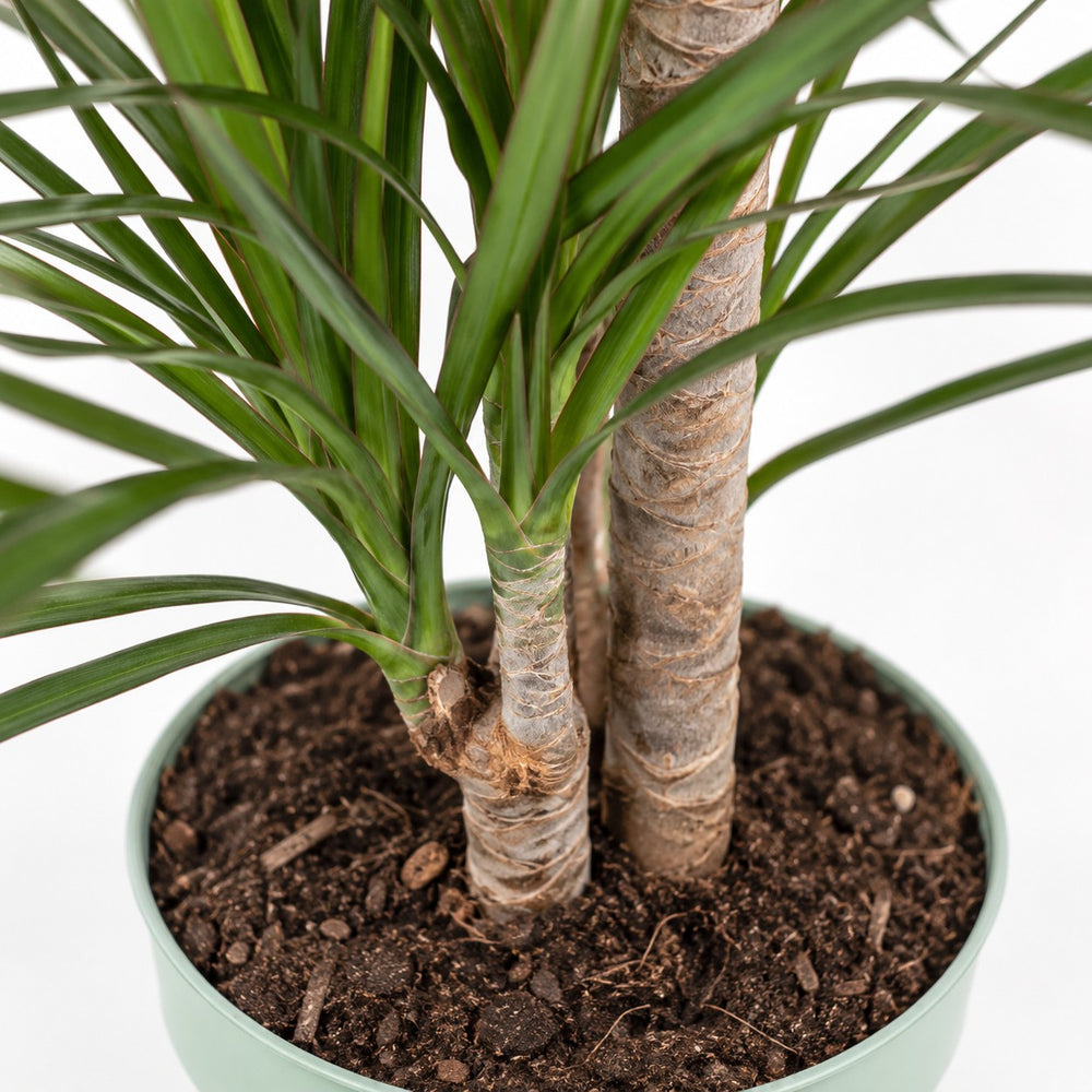 Dracaena Marginata (70cm, Ø17cm), Nahaufnahme Wuchs und Triebansatz