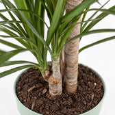 Dracaena Marginata (70cm, Ø17cm), Nahaufnahme Wuchs und Triebansatz