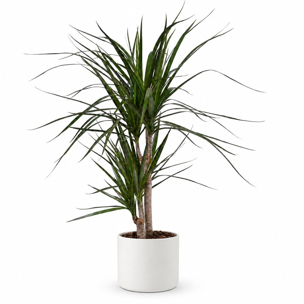 Dracaena Marginata (70cm, Ø17cm), Stylingbeispiel im Übertopf (Übertopf nicht enthalten)