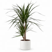 Dracaena Marginata (70cm, Ø17cm), Stylingbeispiel im Übertopf (Übertopf nicht enthalten)