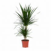 Dracaena Marginata (75cm, Ø17cm) im Kulturtopf