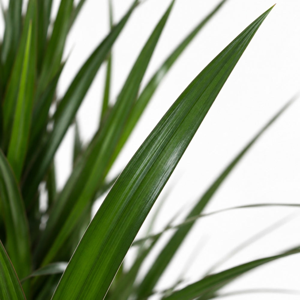 Dracaena Marginata (75cm, Ø17cm), Nahaufnahme Blatt