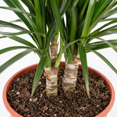 Dracaena Marginata (75cm, Ø17cm), Nahaufnahme Wuchs und Triebansatz