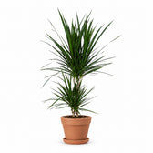 Dracaena Marginata (75cm, Ø17cm), Stylingbeispiel im Übertopf (Übertopf nicht enthalten)