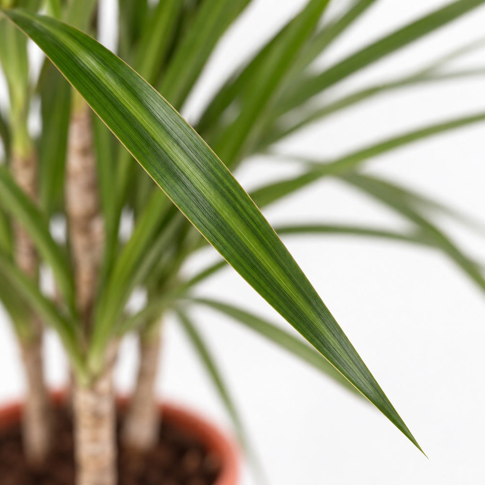 Dracaena Marginata, Nahaufnahme Blatt