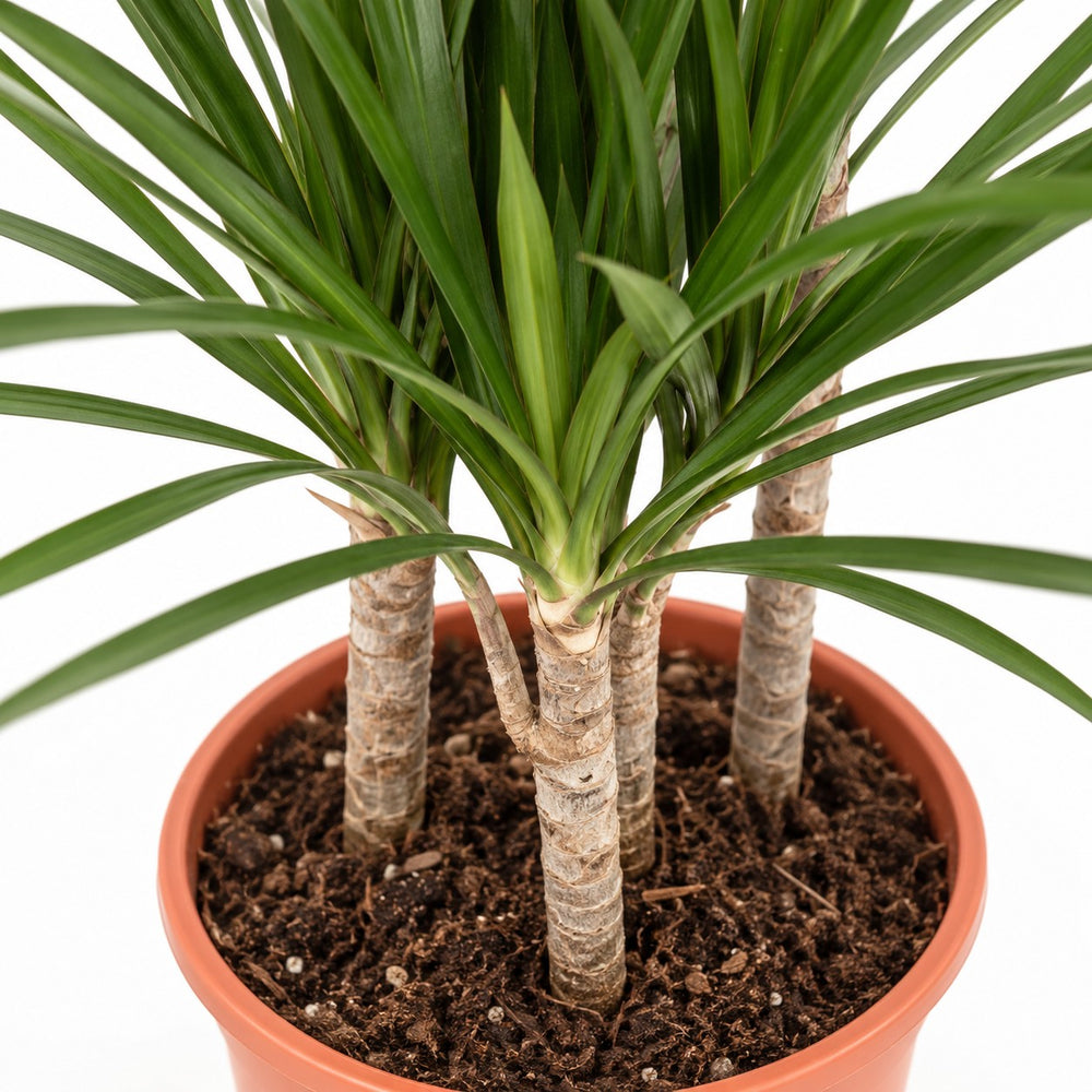 Dracaena Marginata, Nahaufnahme Wuchs und Triebansatz