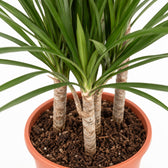 Dracaena Marginata, Nahaufnahme Wuchs und Triebansatz