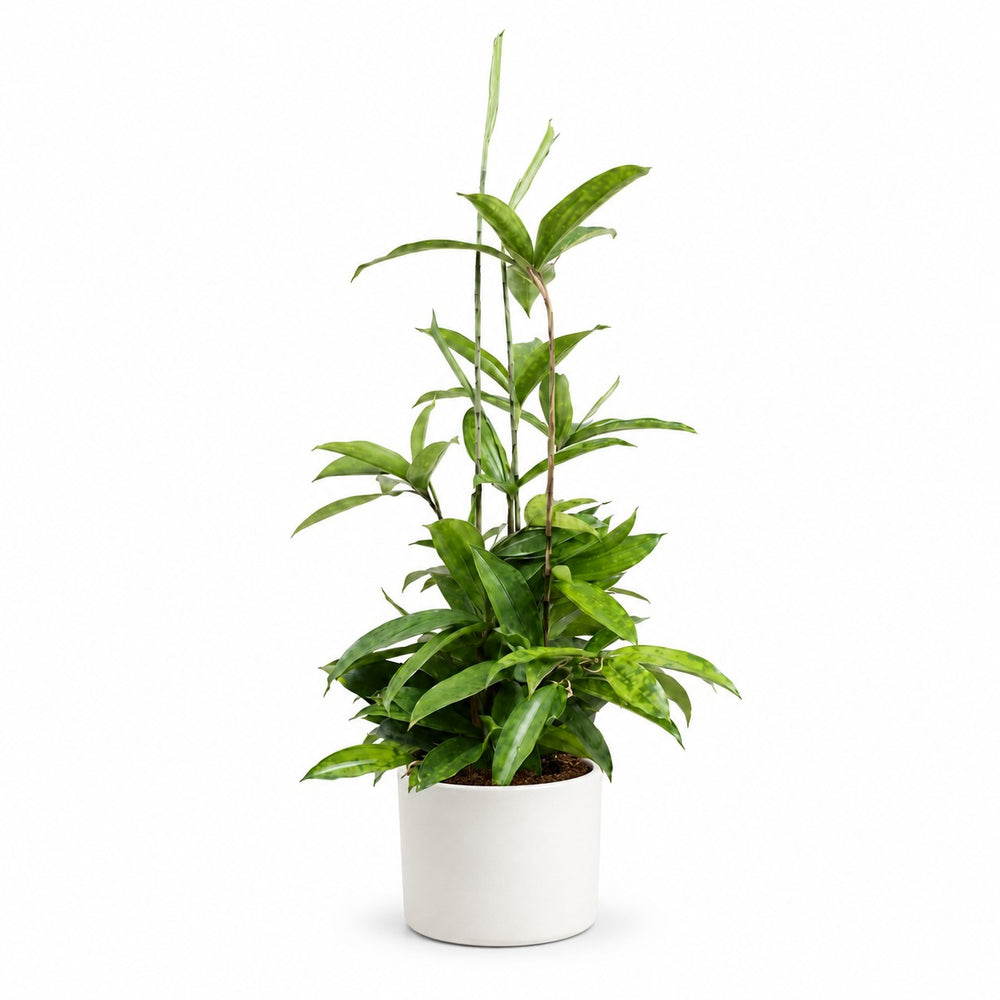 Dracaena Surculosa (55cm, Ø17cm), Stylingbeispiel im Übertopf (Übertopf nicht enthalten)
