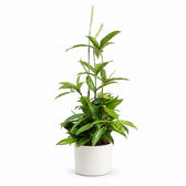 Dracaena Surculosa (55cm, Ø17cm), Stylingbeispiel im Übertopf (Übertopf nicht enthalten)