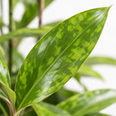 Dracaena Surculosa, Nahaufnahme Blatt