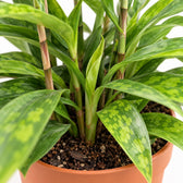 Dracaena Surculosa, Nahaufnahme Wuchs und Triebansatz
