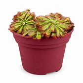 Drosera Aliciae (12cm, Ø12cm) im Kulturtopf