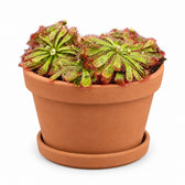 Drosera Aliciae (12cm, Ø12cm), Stylingbeispiel im Übertopf (Übertopf nicht enthalten)