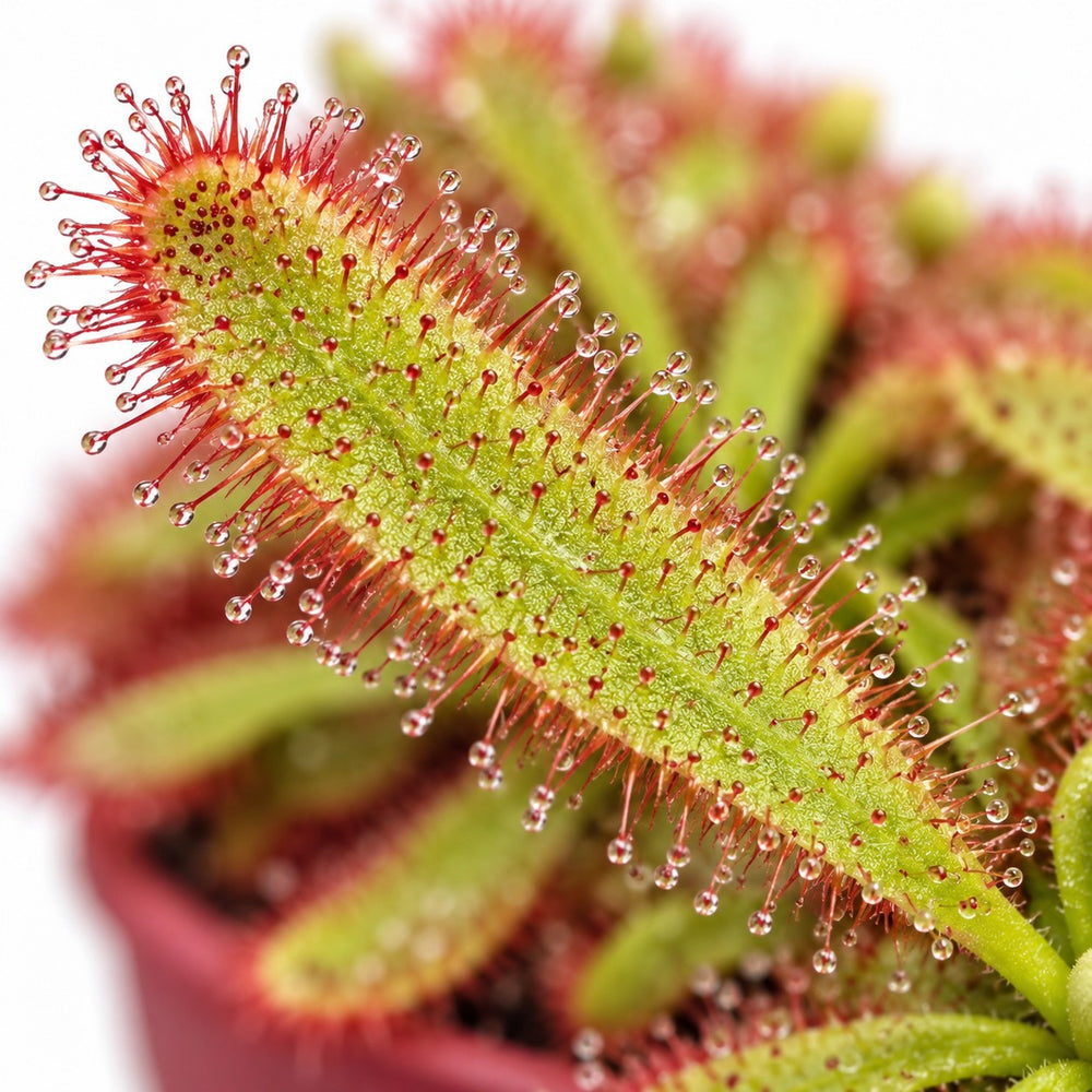 Drosera Aliciae, Nahaufnahme Blatt
