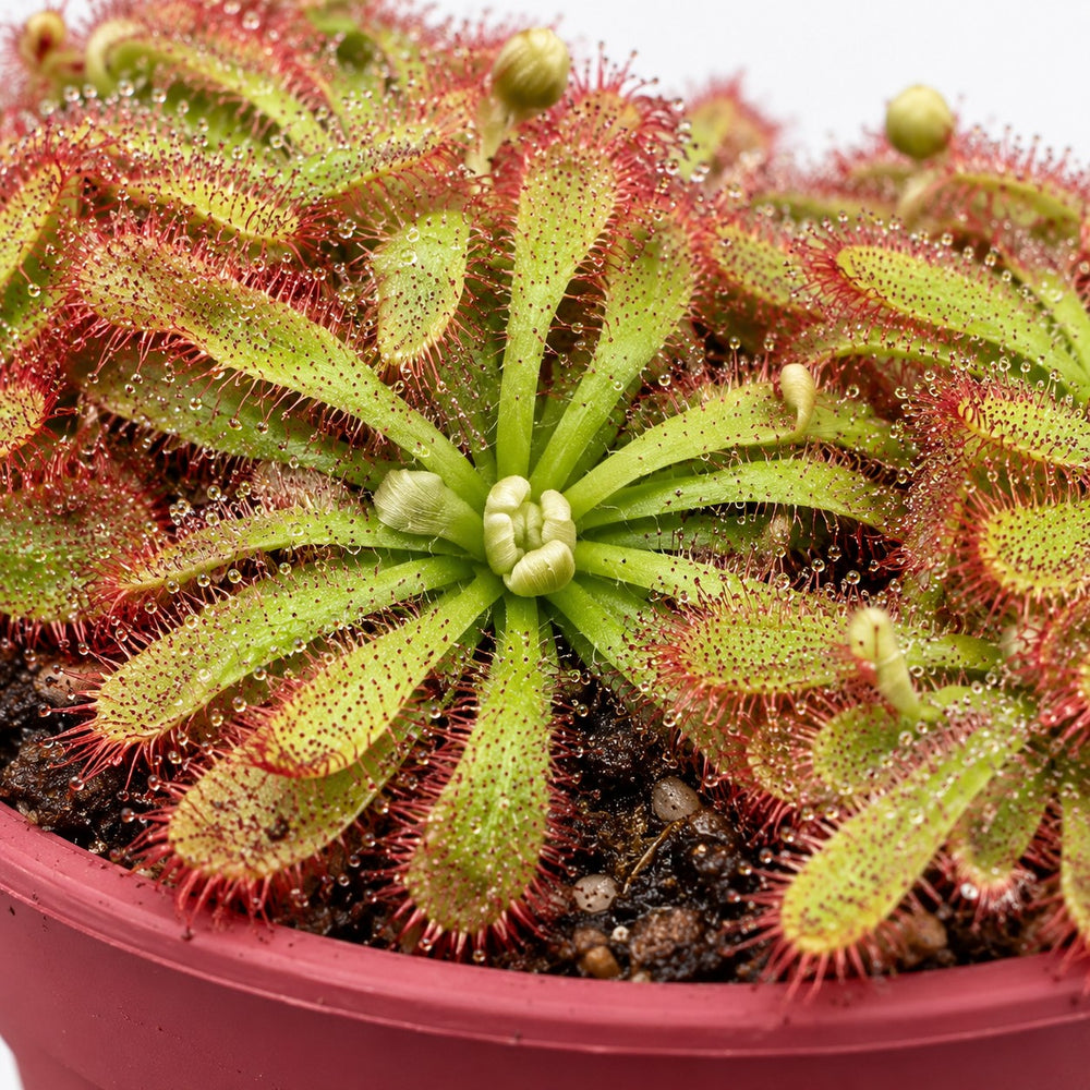 Drosera Aliciae, Nahaufnahme Wuchs und Triebansatz