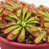 Drosera Aliciae, Nahaufnahme Wuchs und Triebansatz