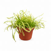 Drosera Capensis (17cm, Ø12cm) im Kulturtopf