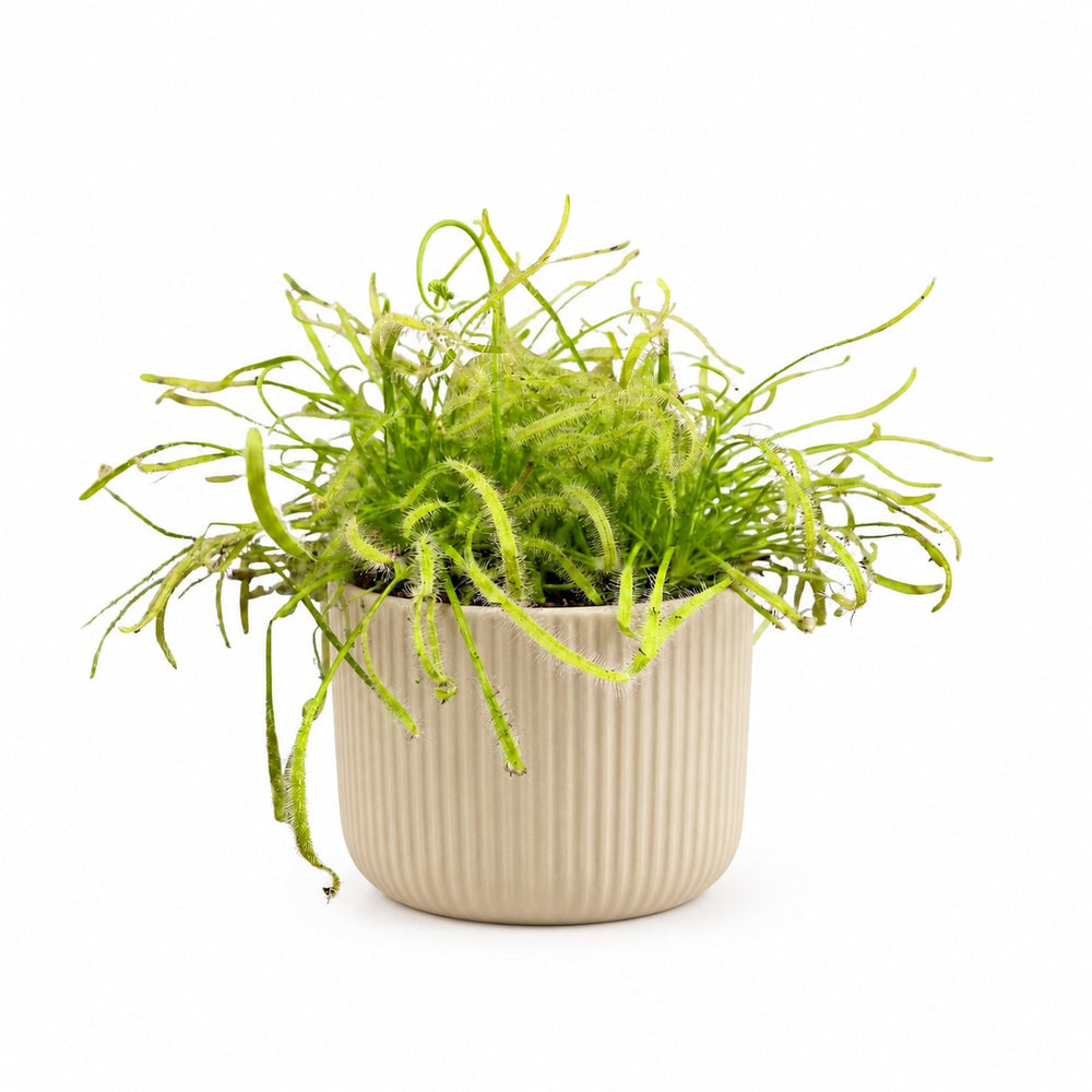 Drosera Capensis (17cm, Ø12cm), Stylingbeispiel im Übertopf (Übertopf nicht enthalten)