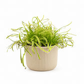 Drosera Capensis (17cm, Ø12cm), Stylingbeispiel im Übertopf (Übertopf nicht enthalten)