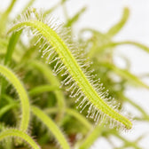 Drosera Capensis, Nahaufnahme Blatt