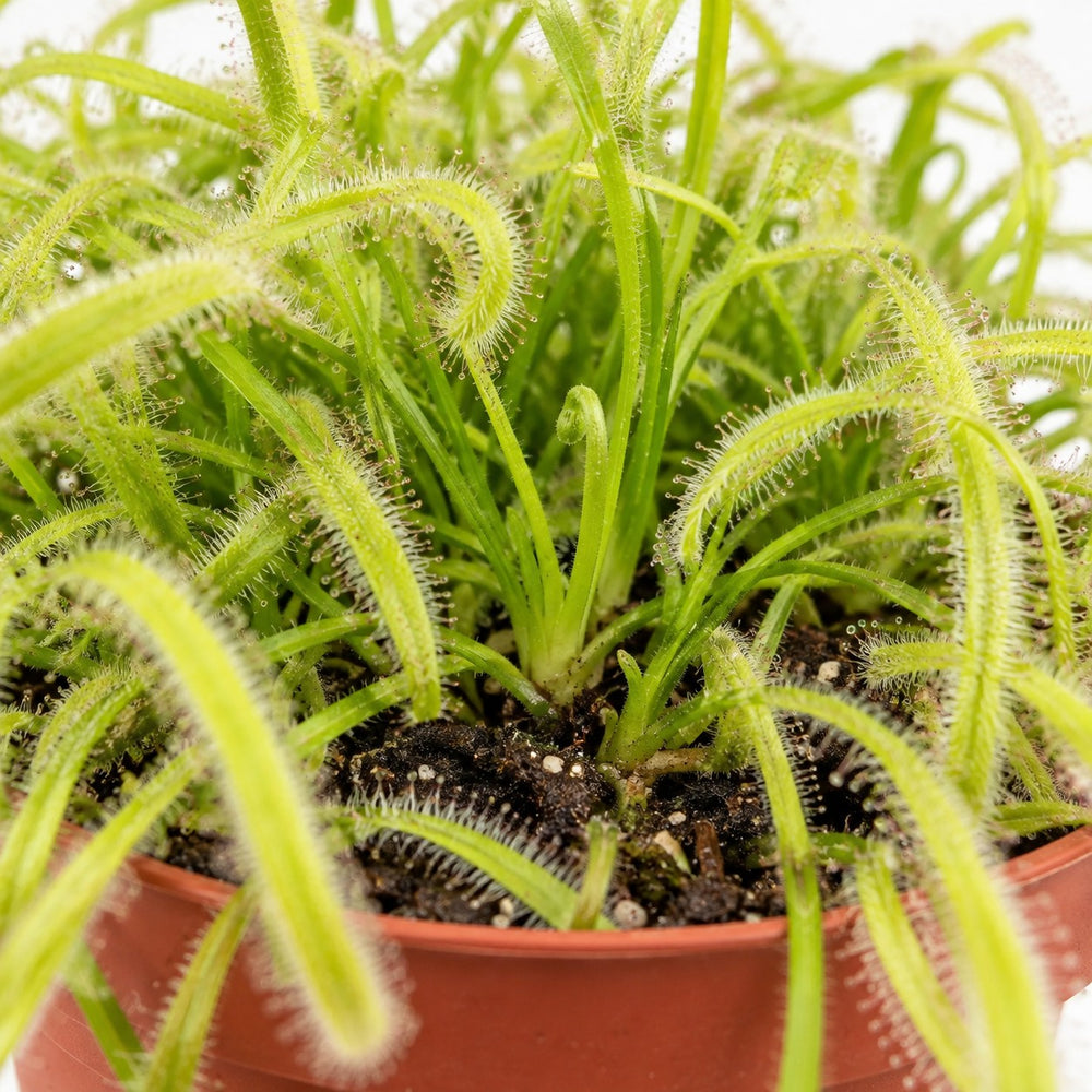 Drosera Capensis, Nahaufnahme Wuchs und Triebansatz