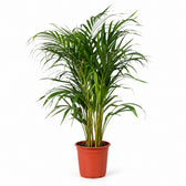 Dypsis Lutescens (100cm, Ø21cm) im Kulturtopf