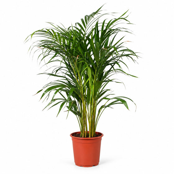 Dypsis Lutescens