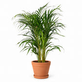 Dypsis Lutescens (100cm, Ø21cm), Stylingbeispiel im Übertopf (Übertopf nicht enthalten)