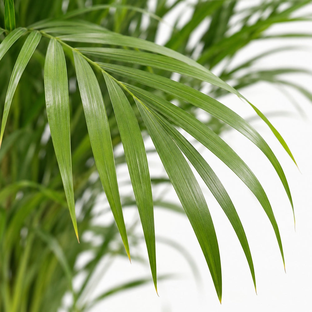 Dypsis Lutescens (110cm, Ø21cm), Nahaufnahme Blatt