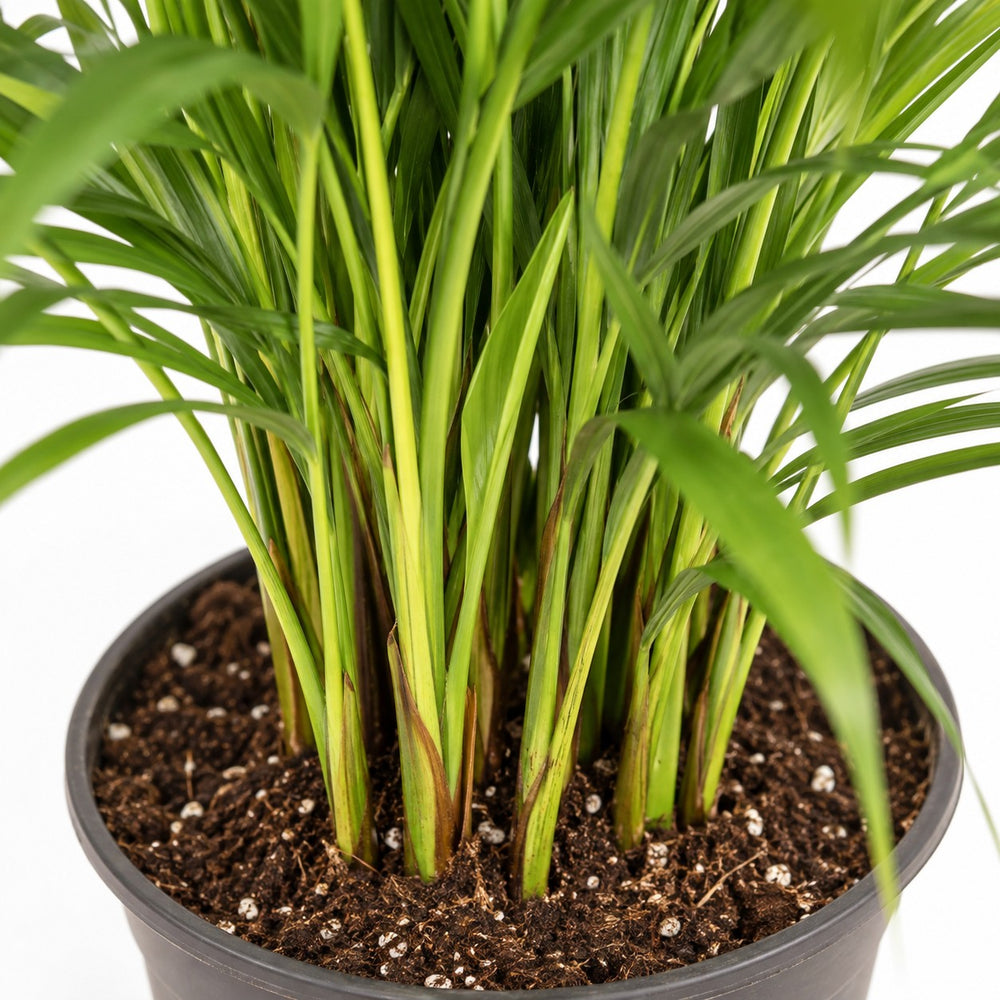 Dypsis Lutescens (110cm, Ø21cm), Nahaufnahme Wuchs und Triebansatz