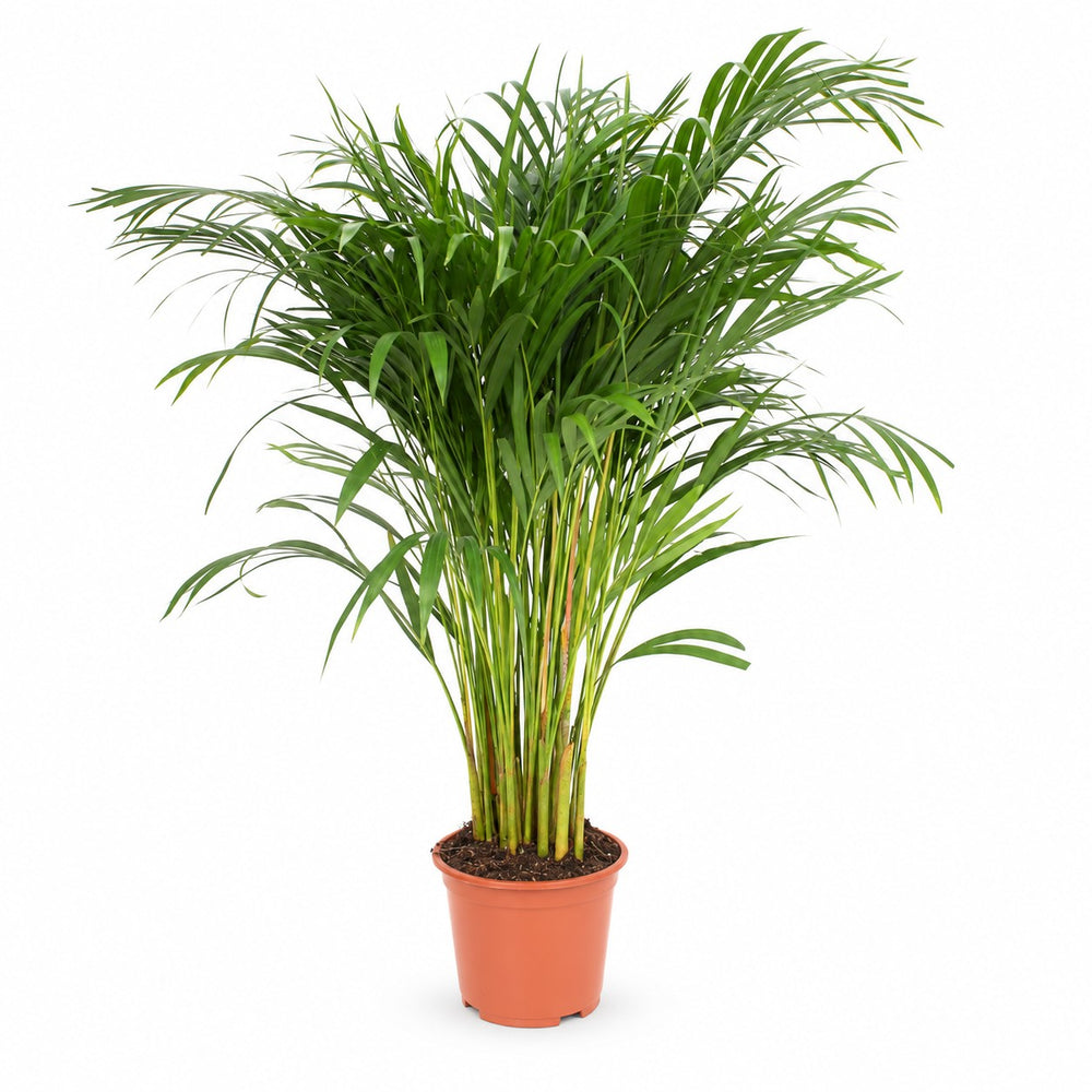 Dypsis Lutescens (120cm, Ø24cm) im Kulturtopf