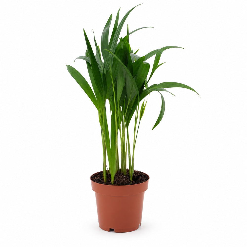 Dypsis Lutescens (40cm, Ø12cm) im Kulturtopf