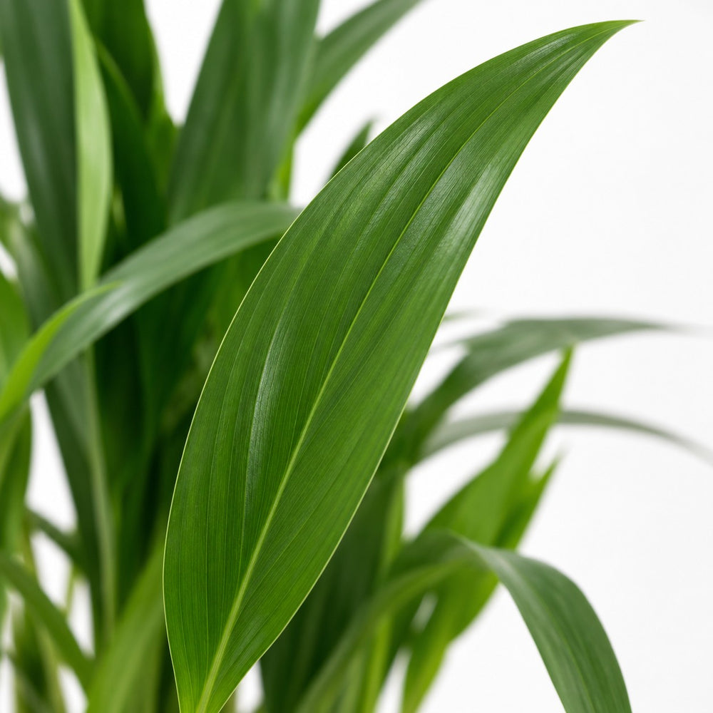 Dypsis Lutescens (40cm, Ø12cm), Nahaufnahme Blatt
