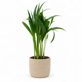 Dypsis Lutescens (40cm, Ø12cm), Stylingbeispiel im Übertopf (Übertopf nicht enthalten)