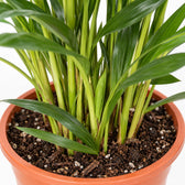 Dypsis Lutescens (60cm, Ø17cm), Nahaufnahme Wuchs und Triebansatz