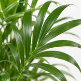 Dypsis Lutescens (65cm, Ø17cm), Nahaufnahme Blatt