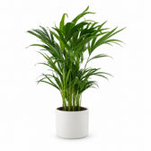 Dypsis Lutescens (65cm, Ø17cm), Stylingbeispiel im Übertopf (Übertopf nicht enthalten)
