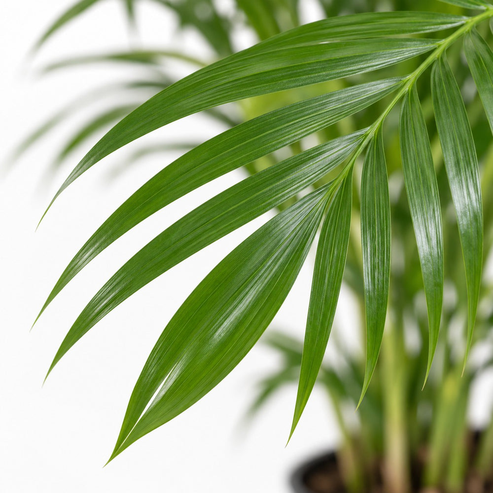 Dypsis Lutescens Areca, Nahaufnahme Blatt
