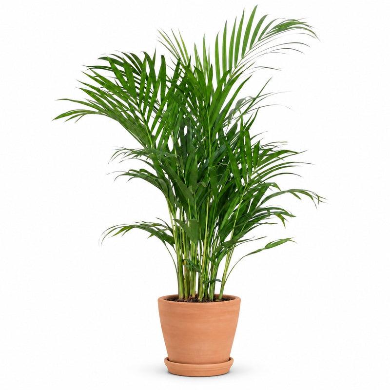 Dypsis Lutescens Areca - 100cm Detail