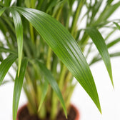 Dypsis Lutescens Areca, Nahaufnahme Blatt