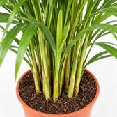 Dypsis Lutescens Areca, Nahaufnahme Wuchs und Triebansatz