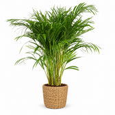 Dypsis Lutescens Areca - 110cm, Stylingbeispiel im Übertopf (Übertopf nicht enthalten)
