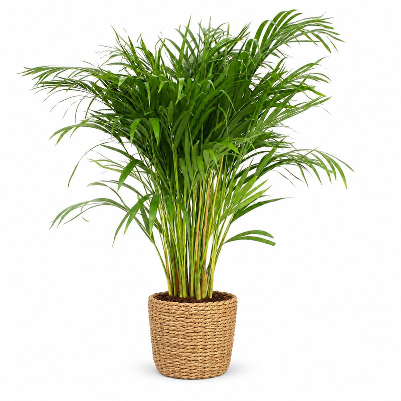 Dypsis Lutescens Areca - 110cm Detail