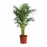 Dypsis Lutescens Areca - 120cm im Kulturtopf