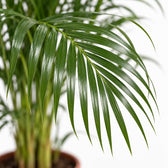 Dypsis Lutescens Areca, Nahaufnahme Blatt