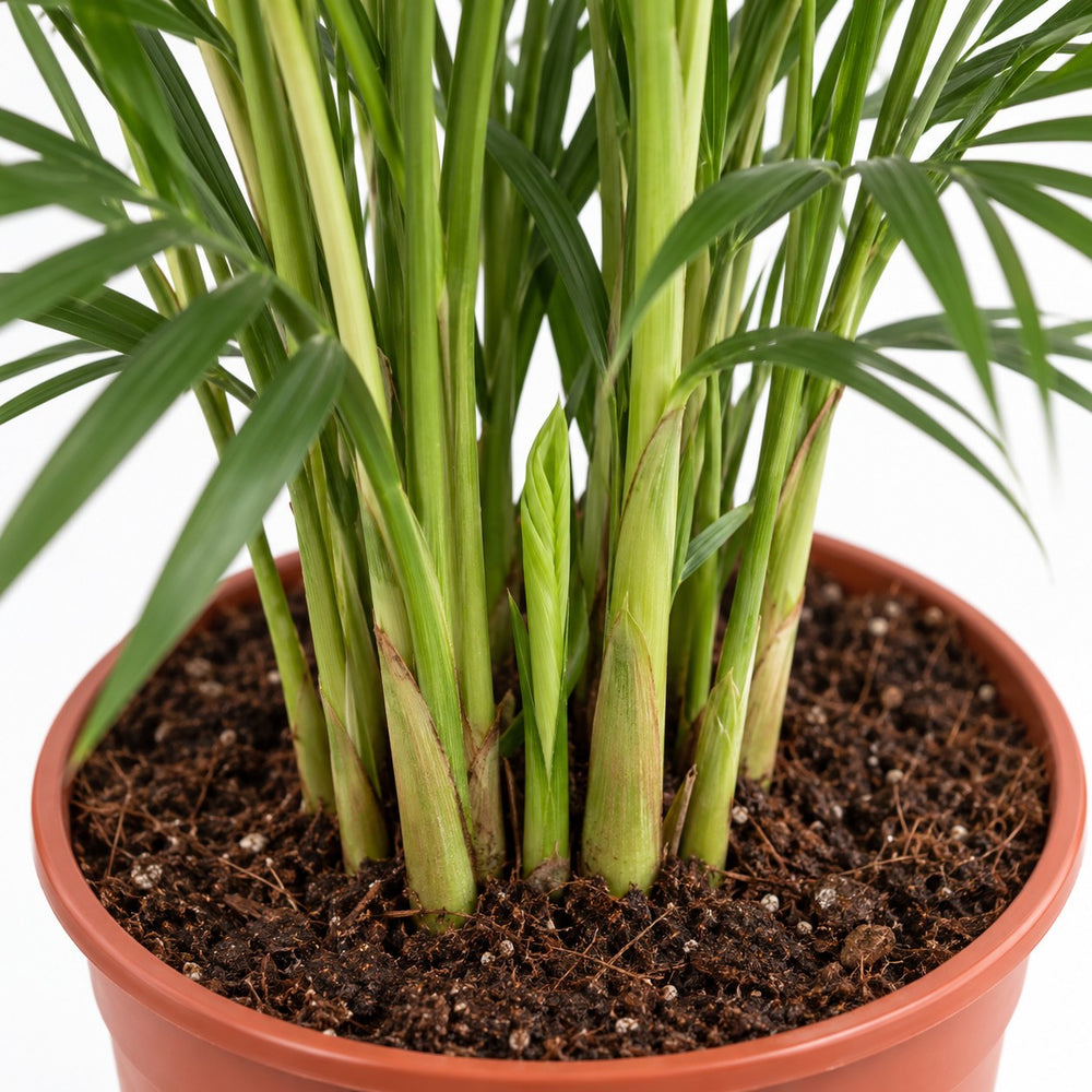 Dypsis Lutescens Areca, Nahaufnahme Wuchs und Triebansatz