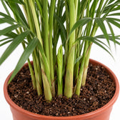 Dypsis Lutescens Areca, Nahaufnahme Wuchs und Triebansatz