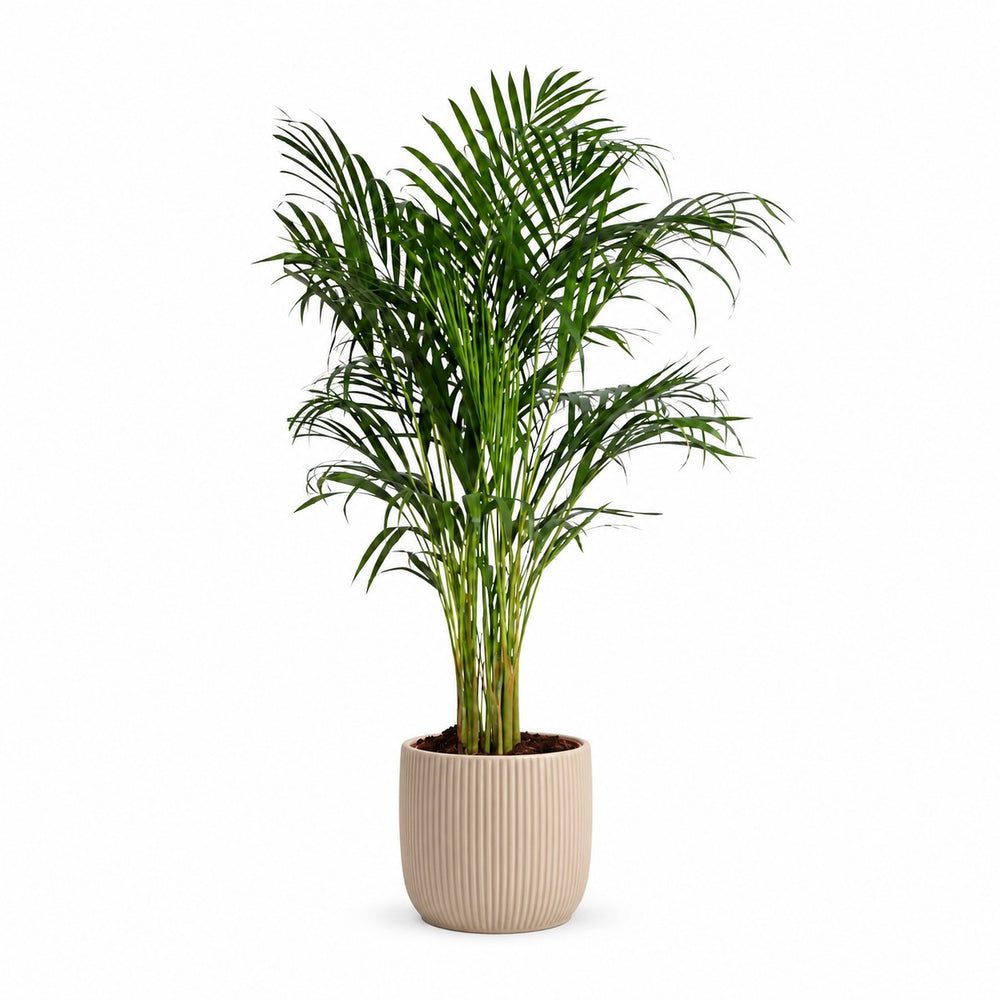 Dypsis Lutescens Areca - 120cm, Stylingbeispiel im Übertopf (Übertopf nicht enthalten)